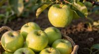 quality and sustainability align