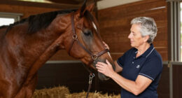 Grade 1 Winner Seismic Beauty Retired From Racing